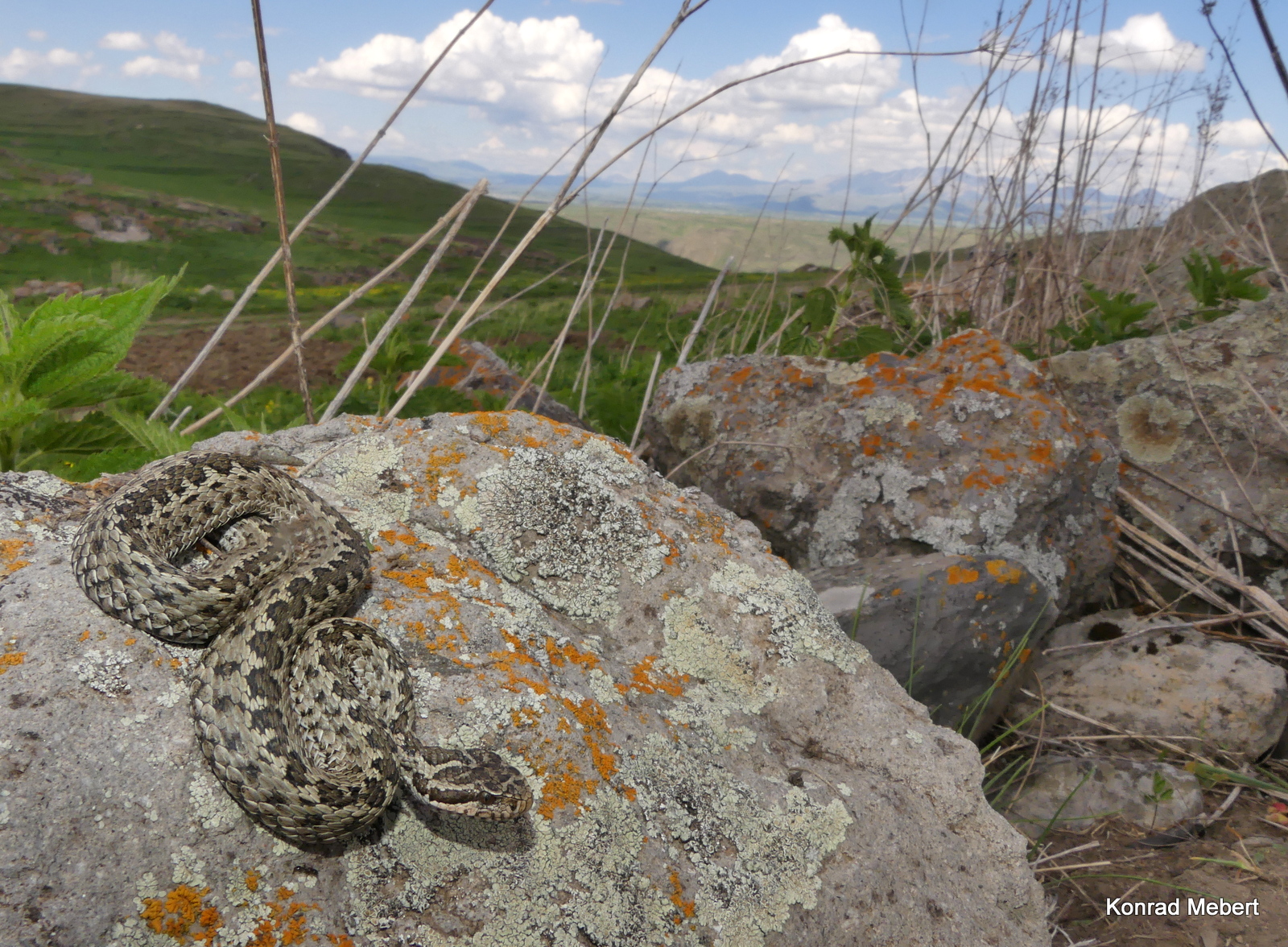 Vipera renardi eriwanensis Erusheti Plageau Georgia (1)